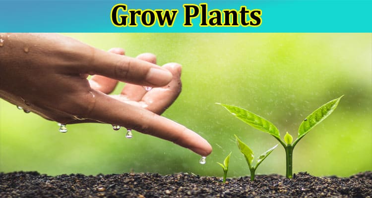 5 Steps on How to Grow Plants - Check Essential Details